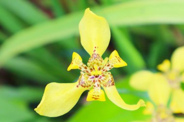 Tarımsal medyanızı tamamlamak ya da etkinliklerinizde kullanmak için güzel çiçek arkaplanları.