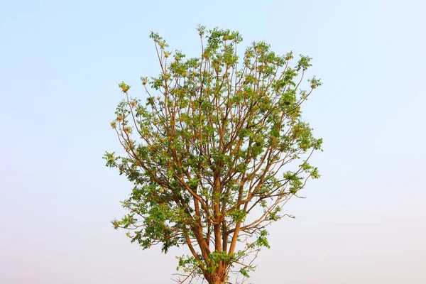 Εικόνα Φόντου Ενός Δέντρου Και Κλαδιού Για Χρήση Μέσα Δραστηριότητες — Φωτογραφία Αρχείου