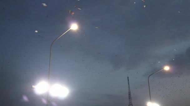 Gathering Bats Dusk Incredible Flying Sky — Stock Video