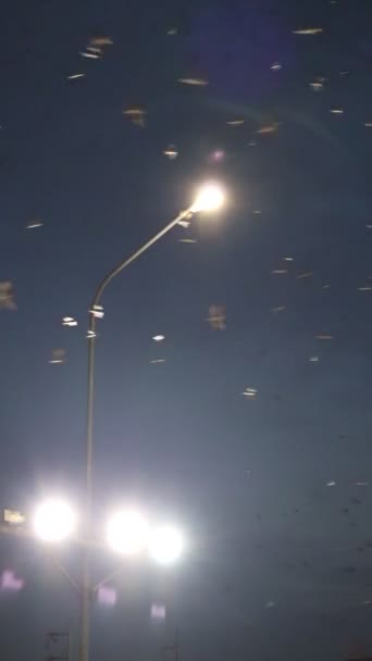 黄昏时分一群蝙蝠在天空中难以置信地飞翔 — 图库视频影像