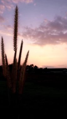 Güzel ve rahatlatıcı akşam günbatımı videosu medyada yer alacak şekilde doğayla iç içe.