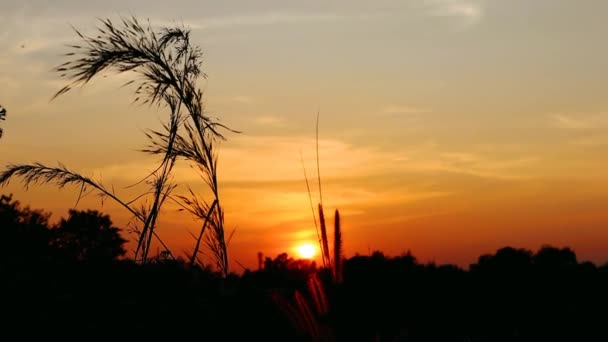 Hermosa Relajante Puesta Sol Noche Luz Video Con Naturaleza Para — Vídeo de stock