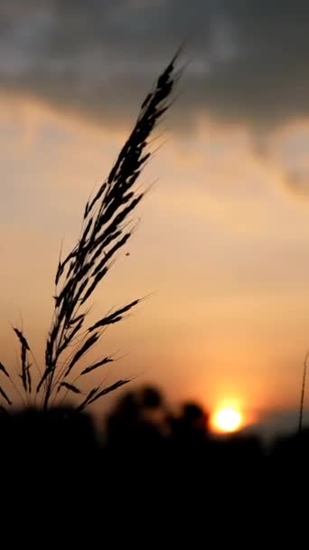 Красиве Розслаблююче Вечірнє Світлове Відео Заходу Сонця Йде Природою Щоб — стокове відео