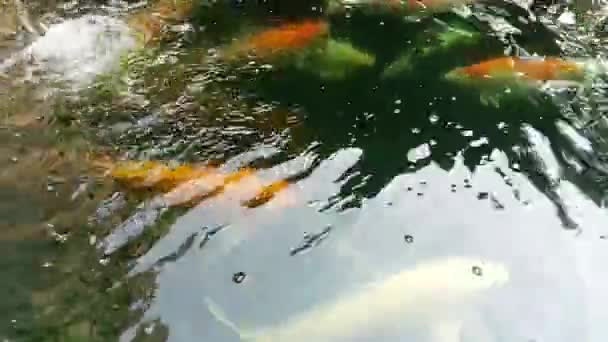 Belo Peixe Nadando Vídeo Para Ser Incluído Seus Vários Meios — Vídeo de Stock