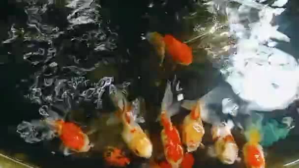 Krásné Ryby Plavání Video Které Mají Být Zahrnuty Různých Médií — Stock video