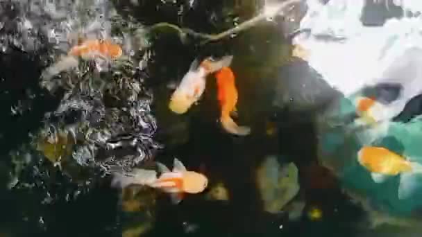 美丽的鱼游泳视频将被包含在你的各种媒体中 — 图库视频影像