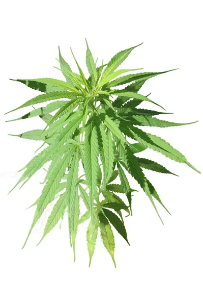 Una Hoja Planta Marihuana Sobre Fondo Blanco Para Uso Como — Foto de Stock