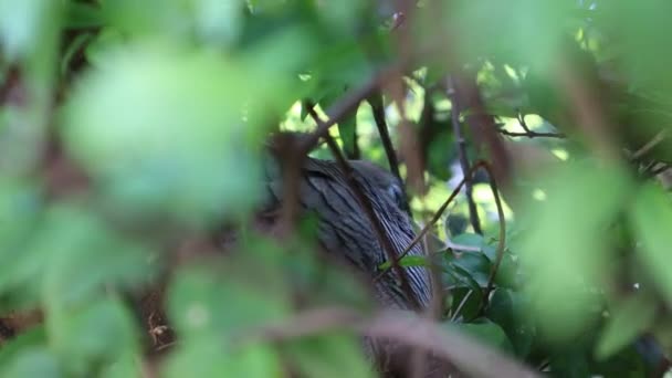 Video Dove Happily Lying Crate Abundant Nature — Stock Video