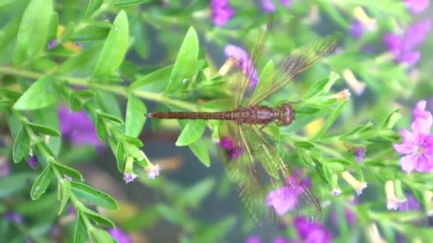 美しい花にしがみつく自然の中でトンボの垂直ビデオ — ストック動画