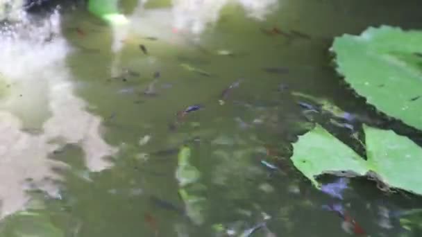 Vídeo Fundo Peixes Nadando Água Lagoa Lindamente Levantando Peixes — Vídeo de Stock