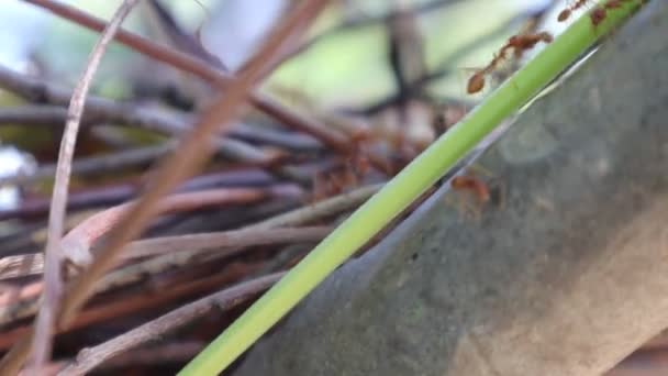 Vídeo Fondo Una Colonia Hormigas Ayudando Encontrar Comida — Vídeo de stock