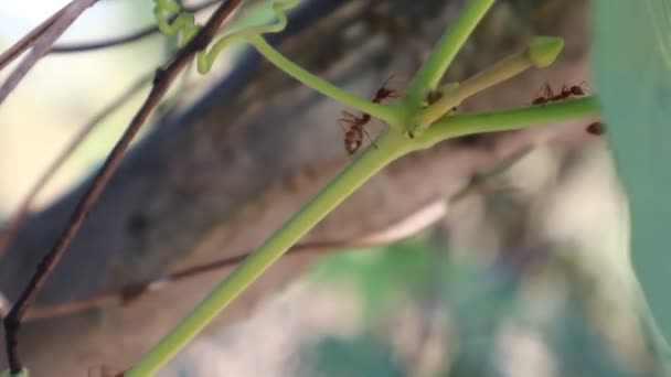 Vídeo Fondo Una Colonia Hormigas Ayudando Encontrar Comida — Vídeo de stock