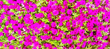 Medyanızı tamamlamak için çeşitli renklerde güzel çiçeklerin odak dışı arkaplan resmi.