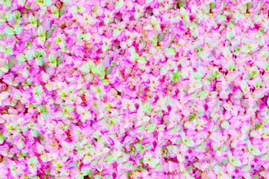 Medyanızı tamamlamak için çeşitli renklerde güzel çiçeklerin odak dışı arkaplan resmi.