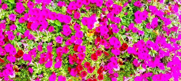 Egy Fókuszon Kívüli Háttér Kép Gyönyörű Virágok Különböző Színekben Hogy — Stock Fotó