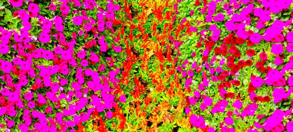 Une Image Fond Floue Belles Fleurs Dans Une Variété Couleurs — Photo
