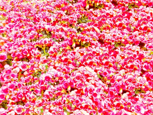 Нефокусированное Фоновое Изображение Красивых Цветов Различных Цветов Дополнение Вашим Средствам — стоковое фото