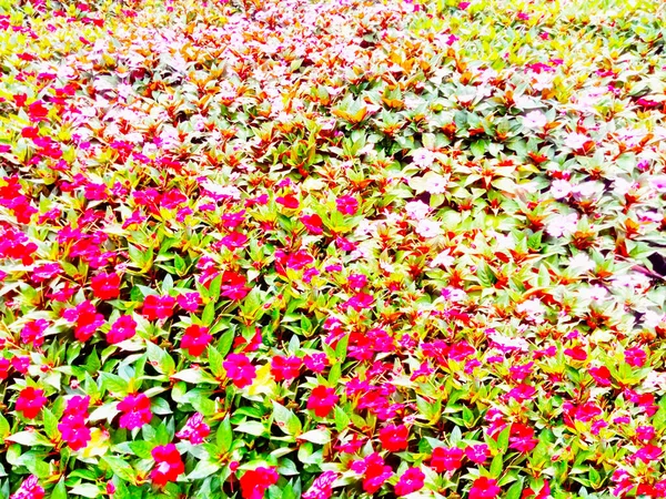 Rozostřený Obrázek Pozadí Krásných Květin Různých Barvách Které Doplňují Vaše — Stock fotografie