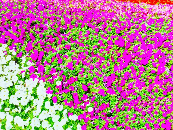 Een Out Focus Achtergrond Afbeelding Van Mooie Bloemen Een Verscheidenheid — Stockfoto