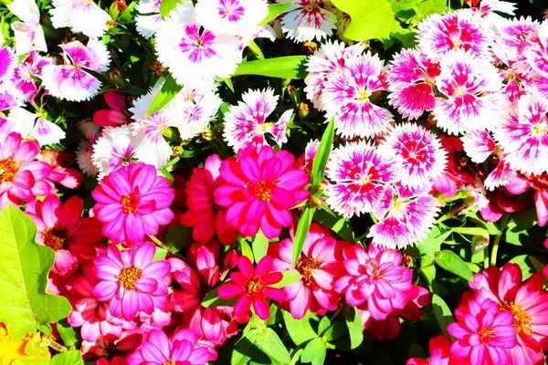 Uma Imagem Fundo Fora Foco Belas Flores Uma Variedade Cores — Fotografia de Stock