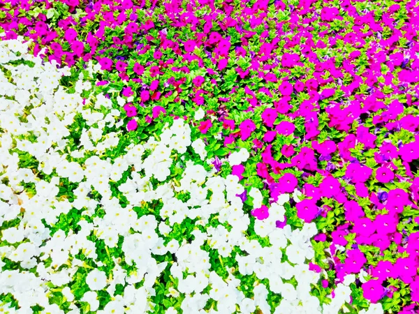 Нефокусированное Фоновое Изображение Красивых Цветов Различных Цветов Дополнение Вашим Средствам — стоковое фото