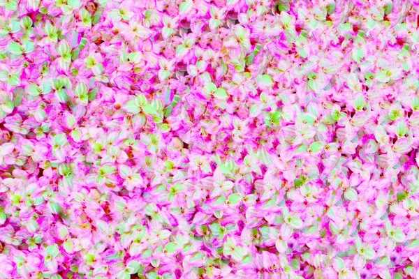 여러분의 미디어를 보완하기 색상의 아름다운 꽃들의 이미지 — 스톡 사진