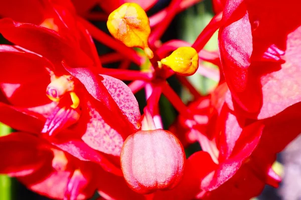 Güzel bir doğal çiçeğin odaklanmış arkaplan görüntüsü.