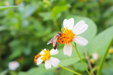 Arıların polenden nektar arayışının arkaplan görüntüsü. Çeşitli reklam araçlarınızda kullanmak için.