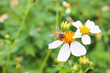 Background image of bees seeking nectar from pollen. for use in your various advertising media. clipart