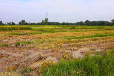 Kuzey Tayland 'ın güzel panoramik doğal manzarası çeşitli reklam ortamlarınızda kullanmak için.