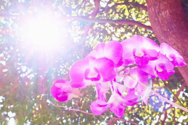Schöne Natur Blume Blatt Hintergrund Sonne Scheint Durch Für Den — Stockfoto