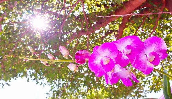 Schöne Natur Blume Blatt Hintergrund Sonne Scheint Durch Für Den — Stockfoto