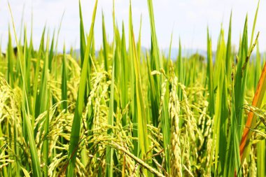 Çeşitli reklam araçlarınızda kullanmak için güzel doğa arkaplanı.