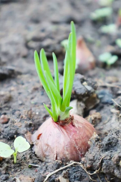 Çeşitli reklam araçlarınızda kullanmak için güzel doğa arkaplanı.