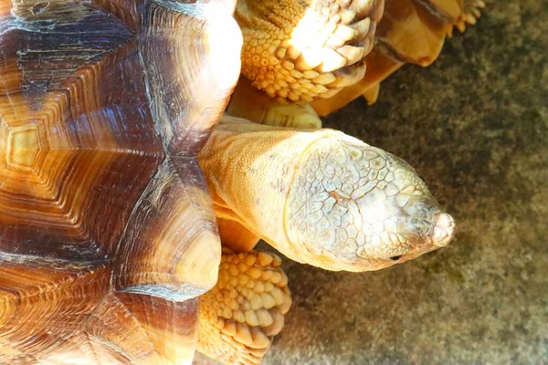 Den Vackra Sköldpadda Bakgrund Svårt Att Hitta — Stockfoto