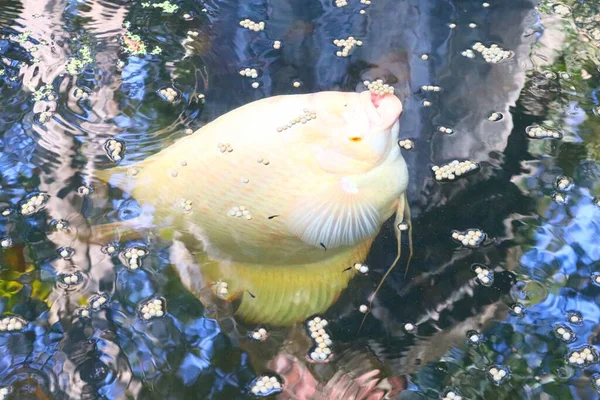 Background Image Fish Feeding Pond Use Illustration Your Media — Stock Photo, Image