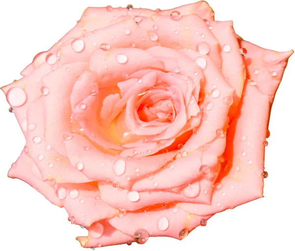 stock image rose flower on white isolated background Flowers of love given to each other on Valentine's Day.