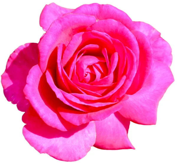 Flor Rosa Sobre Fondo Blanco Aislado Flores Amor Regaladas Día — Foto de Stock