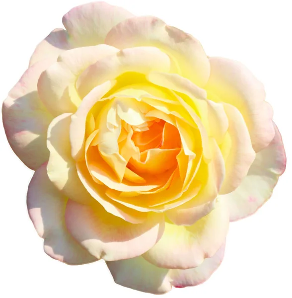 stock image rose flower on white isolated background Flowers of love given to each other on Valentine's Day.