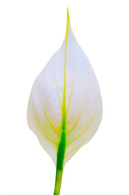 Çeşitli ortamlarınızın yapımında kullanılacak beyaz bir arkaplan