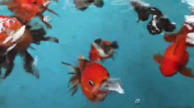 Koi balığı videosu Birlikte çok güzel yüzüyorlar.
