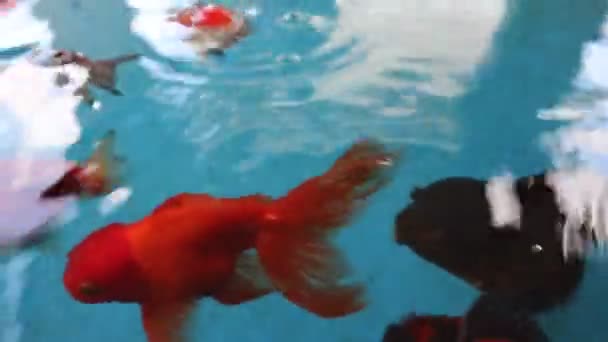 Vídeo Peixes Koi Eles Nadam Juntos Lindamente — Vídeo de Stock