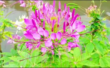 Doğadan güzel çiçekler, rüzgarda sallanan, 4k video