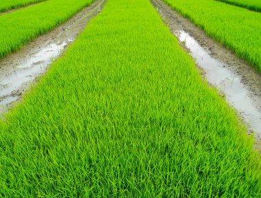 Tarımsal araştırmalar ve pirinç tarlaları ile ilgili diğer çalışmalarda kullanılmak üzere gelecek mevsimde ekilen pirinç fidelerinin arkaplan görüntüsü.