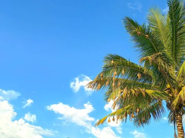 Dokumacı kuşlardan oluşan bir yuva, temiz bir gökyüzü zeminine karşı hindistan cevizi ağacında toplandı. Bu da zengin doğa ve çevresel koruma anlamına geliyor..