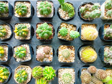 Kaktüslerin renkleri, türleri ve çeşitleri bir tepside güzelce sıralanmıştır. Tayland 'da bu bitkiye kaktüs denir. Tarımsal çalışmalarınız hakkında örnek olarak kullanmak için..