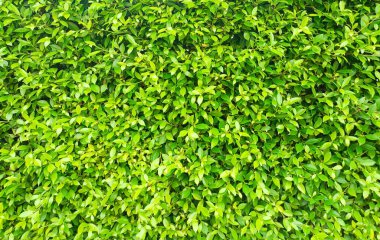 Yeşil yaprak duvarının arkaplan resmi güzel ve doğal görünüyor..