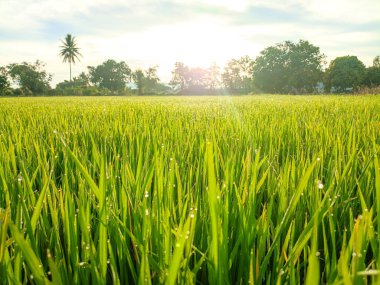 Çiylerle parıldayan altın pirinç tarlaları sabah güneş doğarken, Güneydoğu Asya, Tayland.