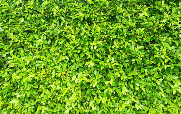 Yeşil yaprak duvarının arkaplan resmi güzel ve doğal görünüyor..