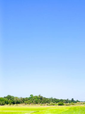 Tarım mevsiminde temiz gökyüzünün ve pirinç tarlalarının minimalist arkaplanı güzel bereketli doğayla doludur..
